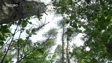 «Невоевавшие окопы»: старт работ по санитарной очистке территории