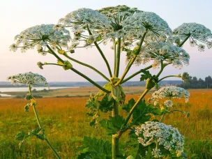 Вы встретились с борщевиком: что делать?