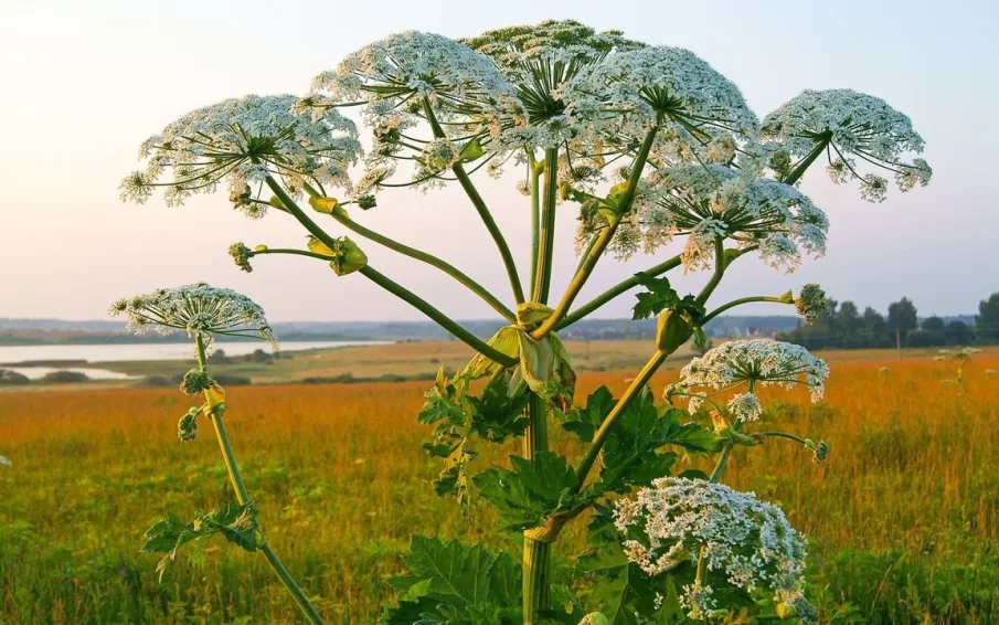 Вы встретились с борщевиком: что делать?