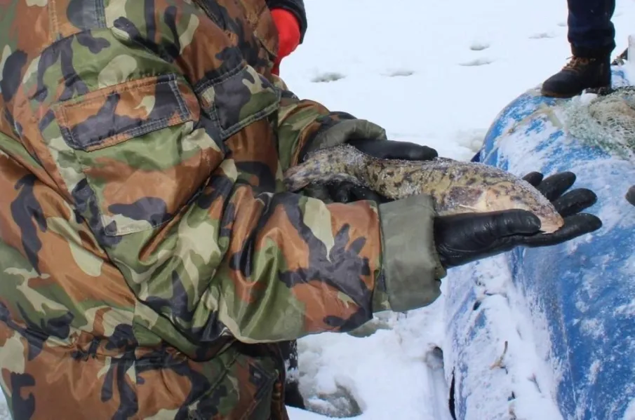 Добыча налима в Нижегородской области возобновлена с 1 февраля