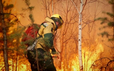 Лесные пожары